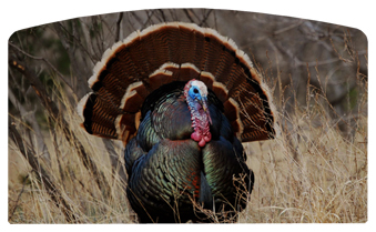 DACRO-315 Gone Hunting (Turkey)